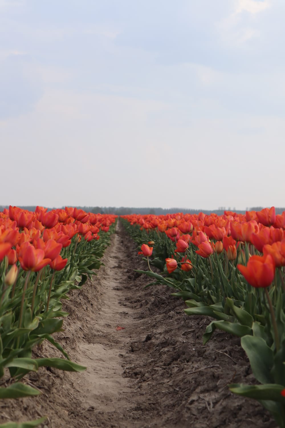 Tulpen