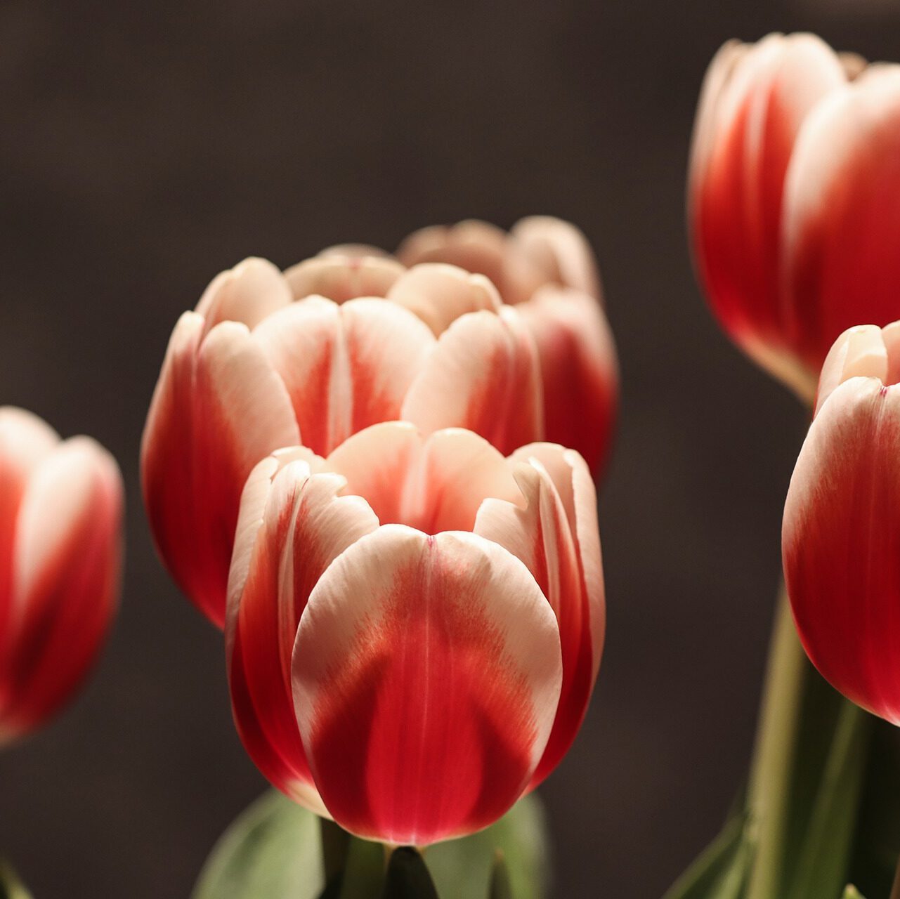 mts-de-clerck-tulpen mts-de-clerck-tulpen